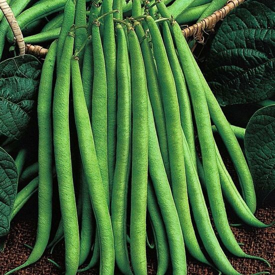 Sviesta pupiņas COBRA 60 gab Holland-select